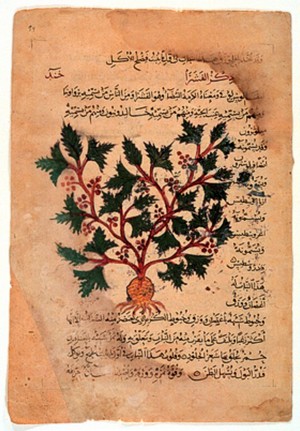 Dioscorides00 web