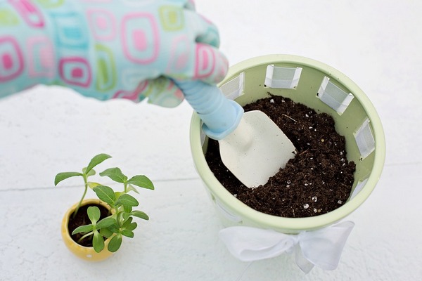 planting radish in container web
