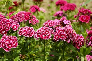 Blossom Sweet William Flower Bloom Bloom Carnation