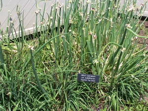 A. proliferum By SEWilco (Own work) [GFDL (http://www.gnu.org/copyleft/fdl.html),