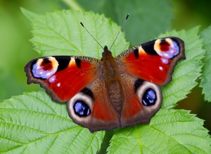 By Tony Hisgett from Birmingham, UK (Peacock Butterfly  Uploaded by Magnus Manske) [CC BY 2.0], via Wikimedia Commons