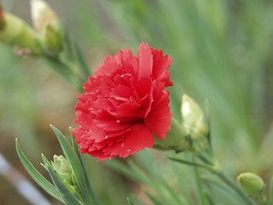 Photo by 撮影者:カールおじさん at 草花写真館たね at ja.wikipedia (Transferred from ja.wikipedia) [GFDL (http://www.gnu.org/copyleft/fdl.html) Photo by 撮影者:カールおじさん at 草花写真館たね at ja.wikipedia (Transferred from ja.wikipedia) [GFDL (http://www.gnu.org/copyleft/fdl.html)