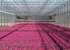 carnation greenhouse