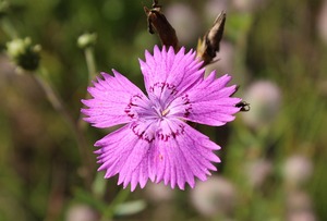 clove-898363_640 web