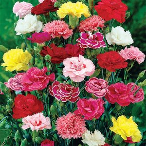 mixed carnations web