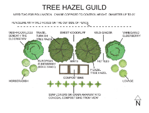 tree hazel guild web