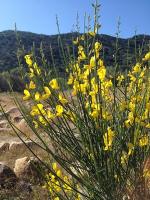 http://www.nwcb.wa.gov/images/weeds/Spanish-Broom-Control_King.pdf http://www.nwcb.wa.gov/images/weeds/Spanish-Broom-Control_King.pdf